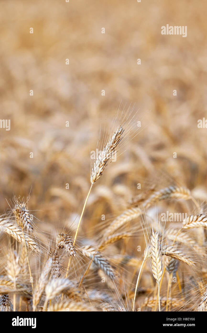 cereal farming field Stock Photo Alamy