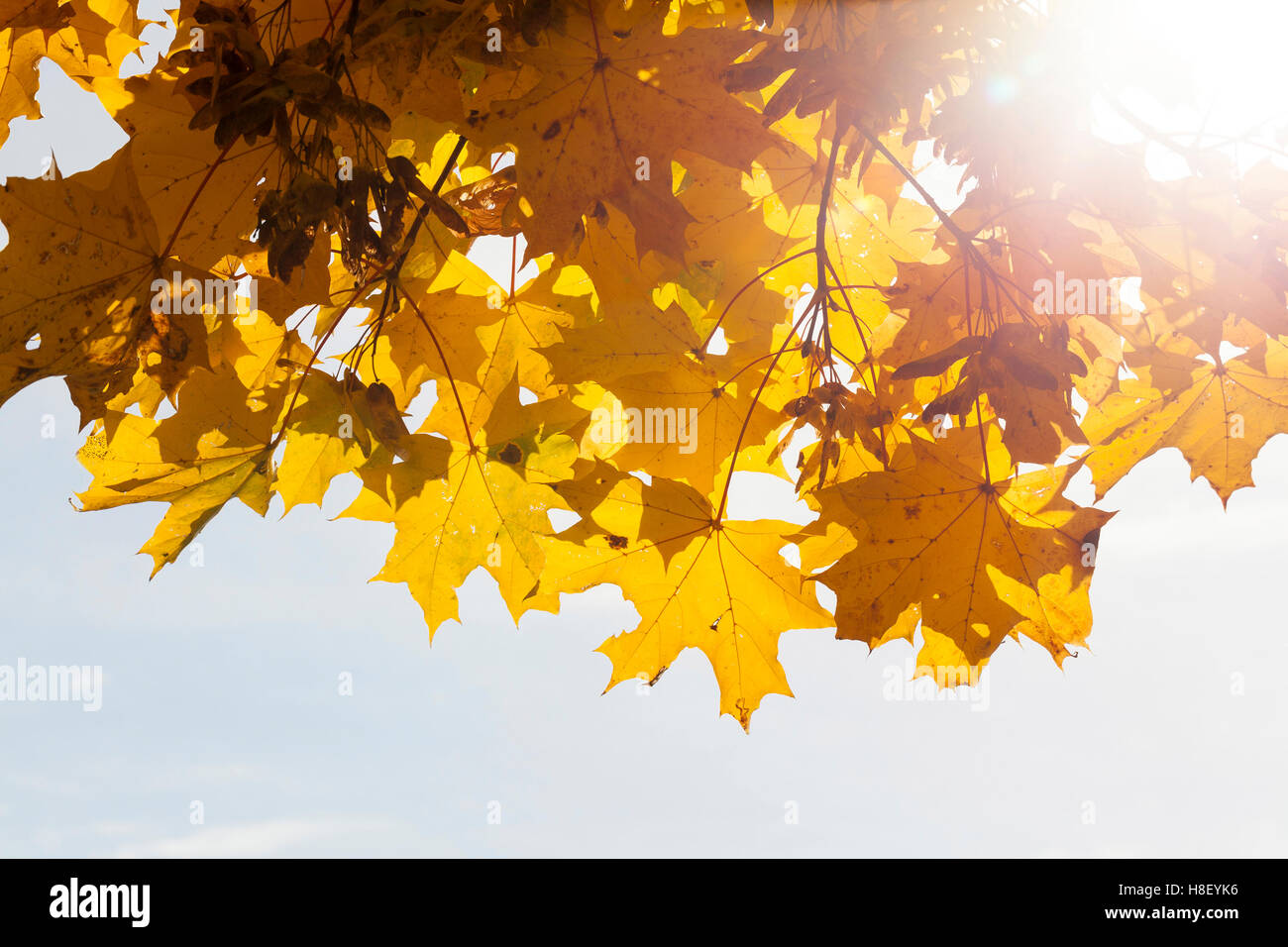 trees in autumn season Stock Photo - Alamy