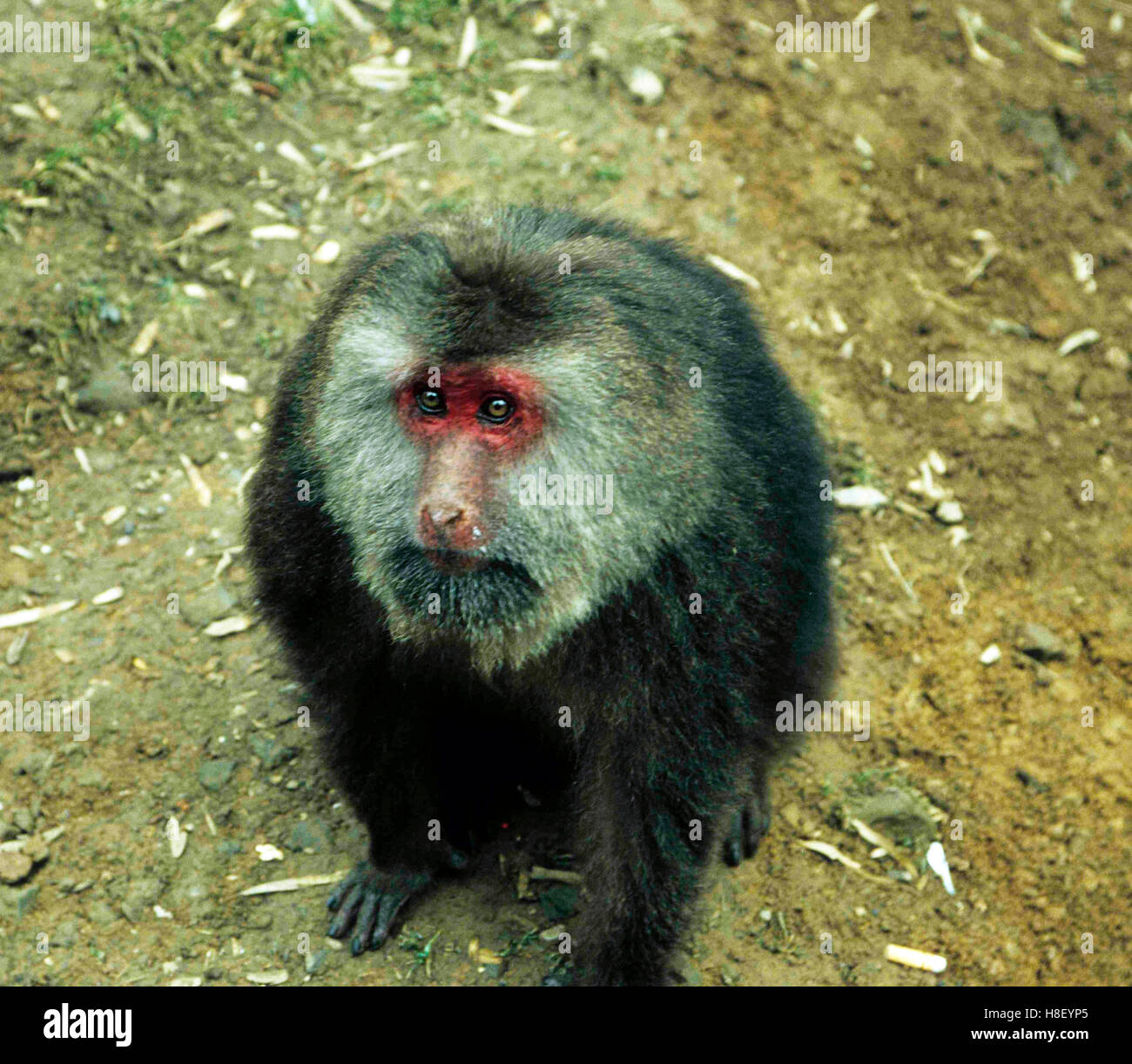 Short tailed monkey hi-res stock photography and images - Alamy