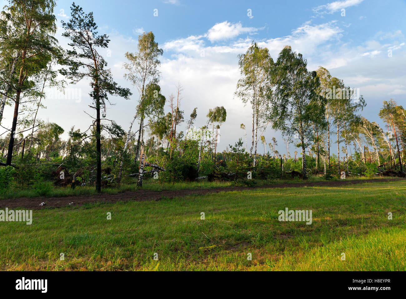 broken birch tree after a storm Stock Photo - Alamy