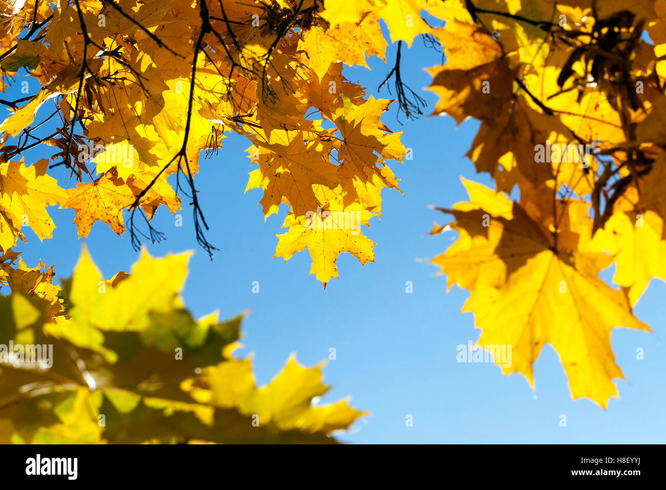 Maple Park in autumn Stock Photo - Alamy