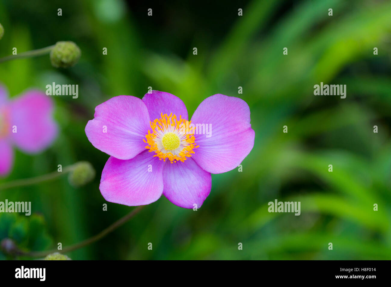 Little purple wild flower Stock Photo - Alamy