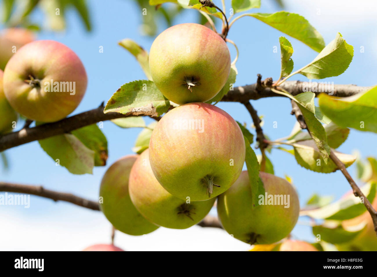 apples on the tree Stock Photo - Alamy
