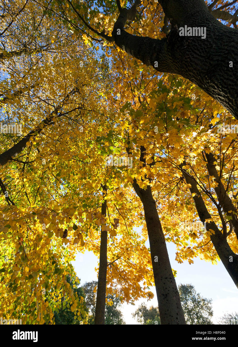 autumn yellow park Stock Photo - Alamy
