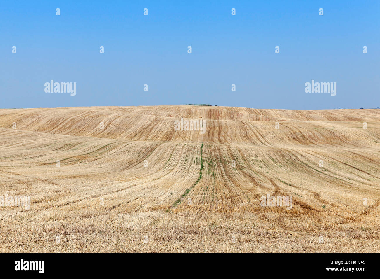 wheat field after harvest Stock Photo - Alamy