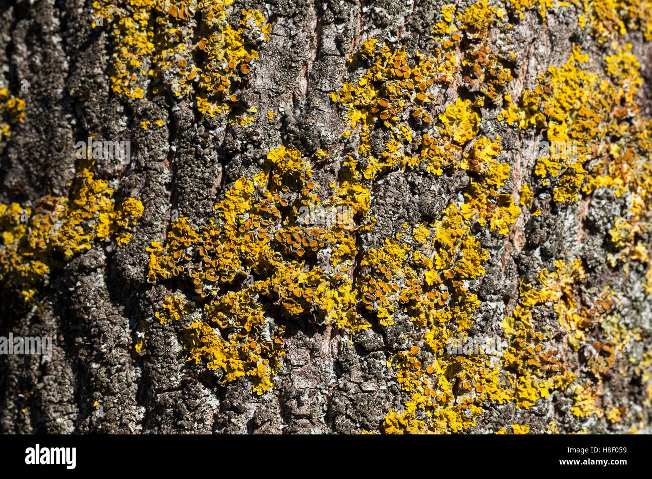 Backdrop of lichen on tree hi-res stock photography and images - Alamy