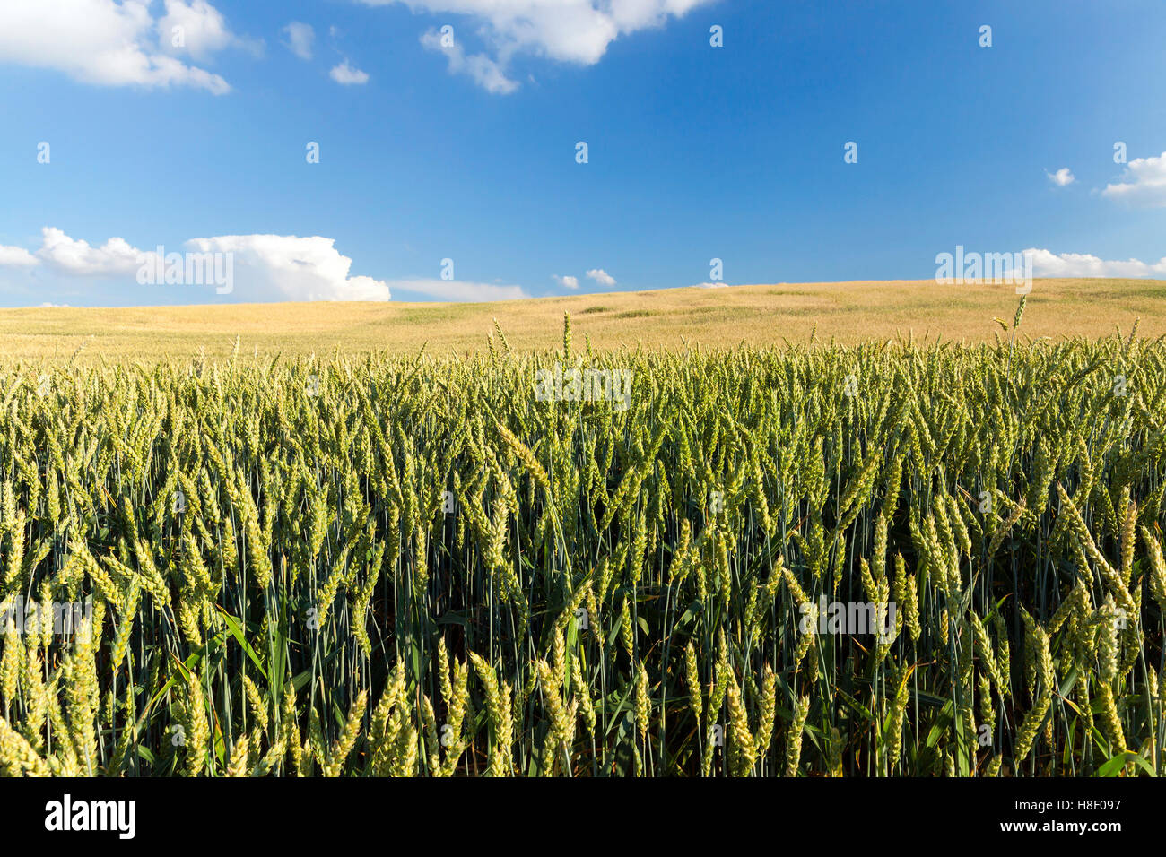 Field with cereal Stock Photo - Alamy