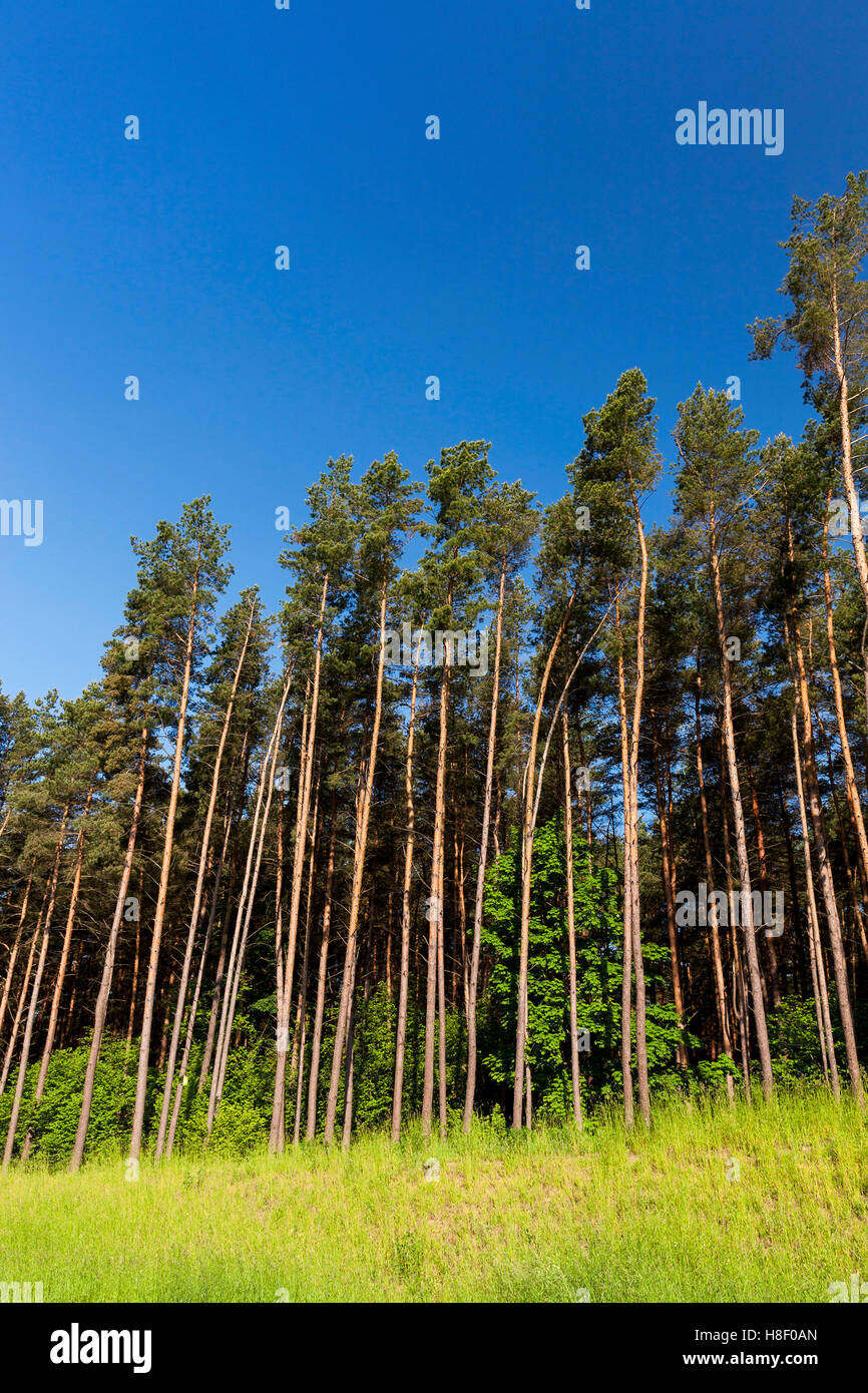 pine trees in the forest Stock Photo - Alamy