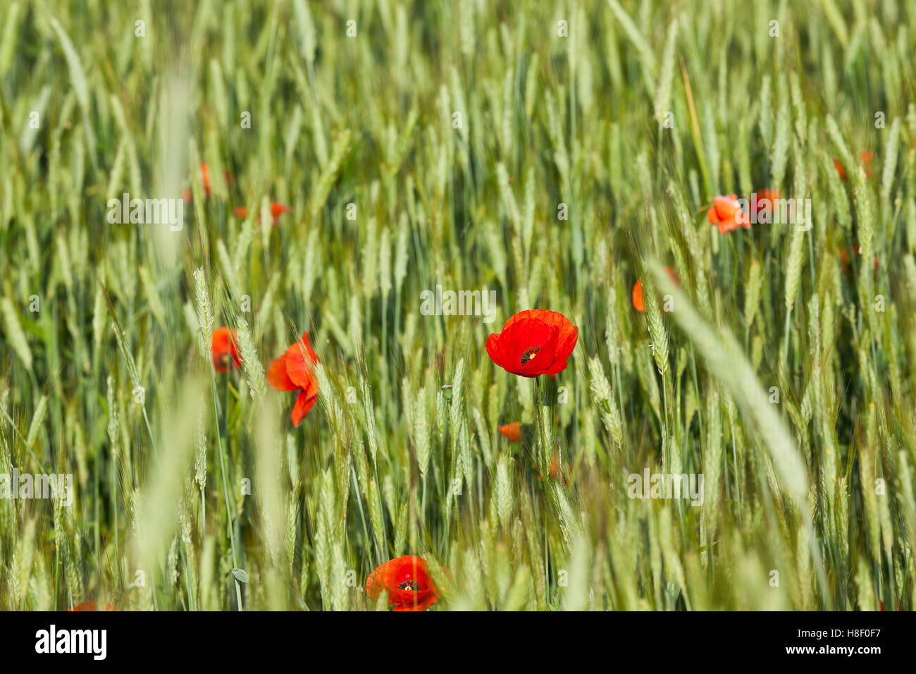 Red poppy flowers Stock Photo - Alamy
