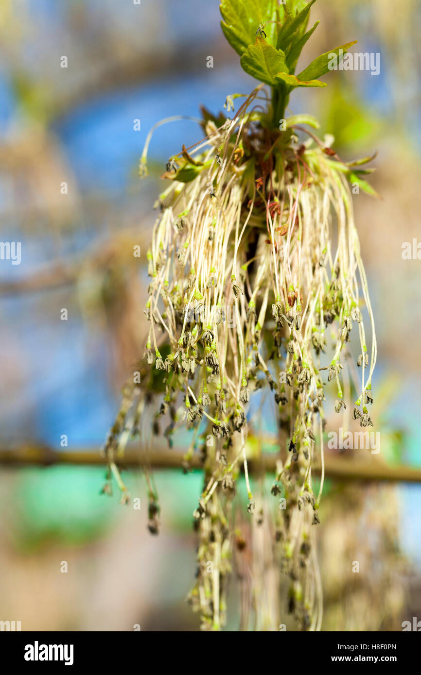 flowering maple tree Stock Photo Alamy