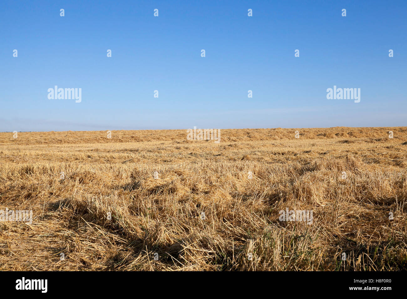 ripe yellow cereals Stock Photo - Alamy