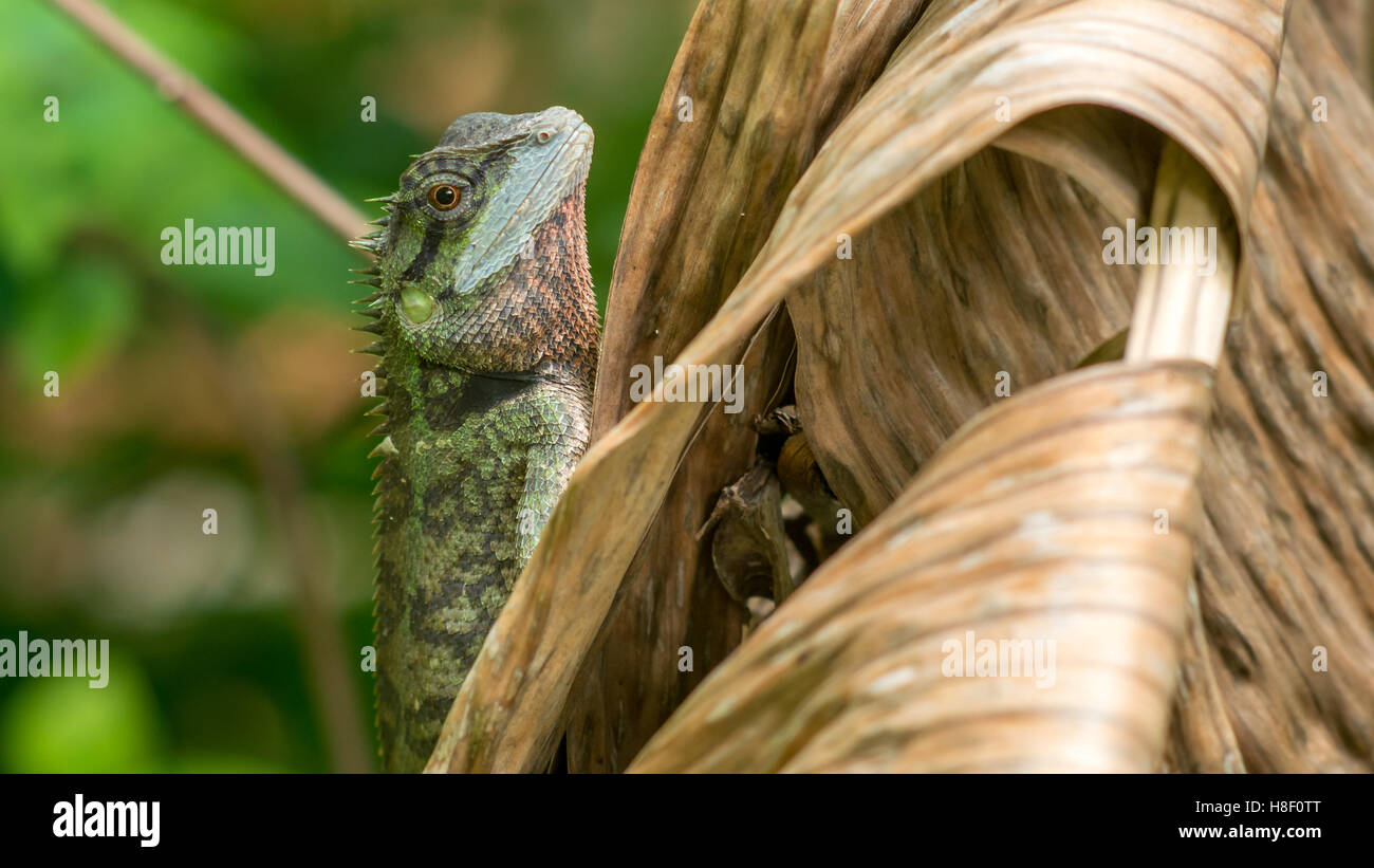 Lizard with stump, Calotes emma on Banan Leaf, Krabi, Thailand. Stock Photo