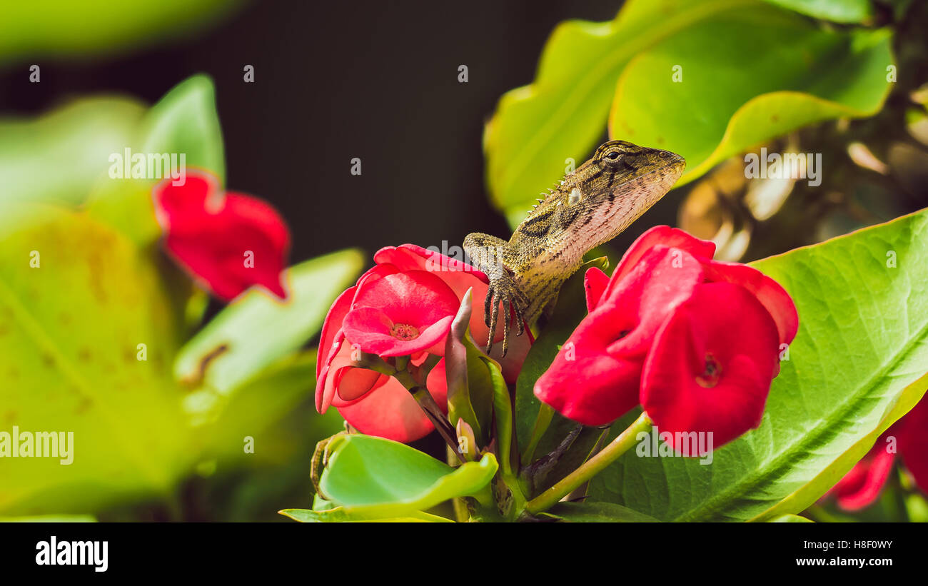 Oriental garden lizard on Euphorbia Beautiful Flower in Thailand Stock
