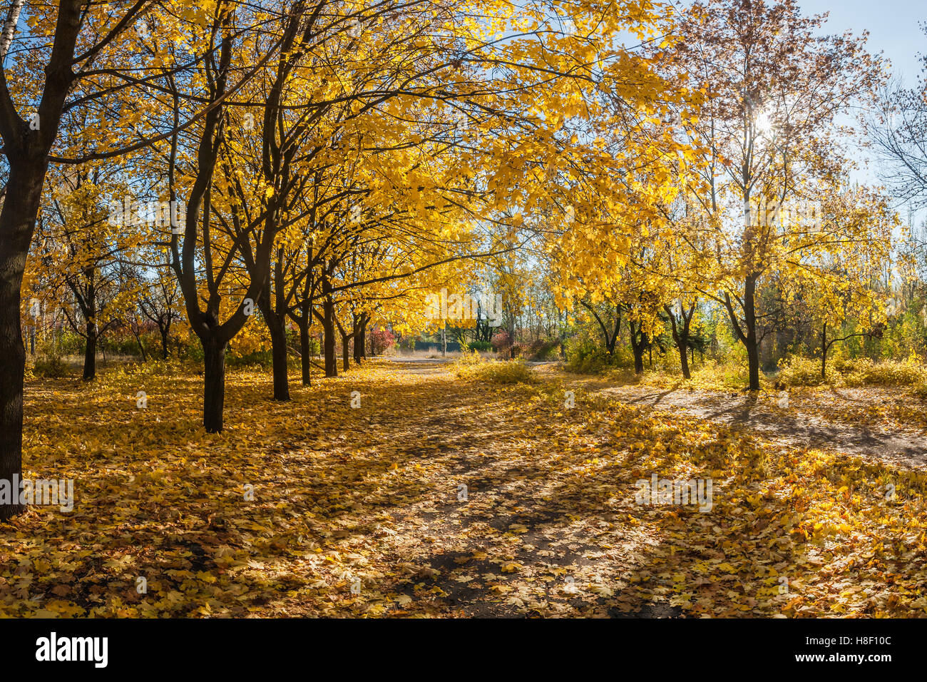 Landscape oak alley autumn hi-res stock photography and images - Alamy