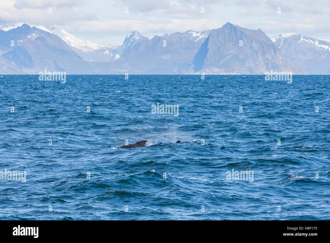 Whale Safari