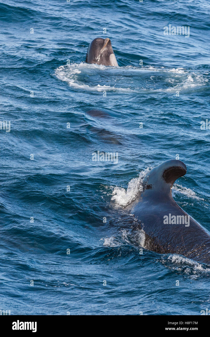 Whale Safari