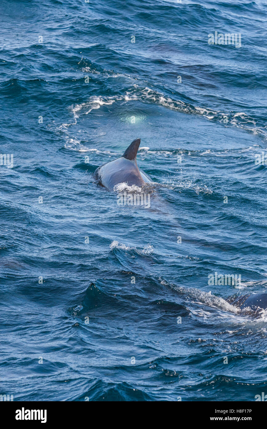 Minke whale fluke hi-res stock photography and images - Alamy