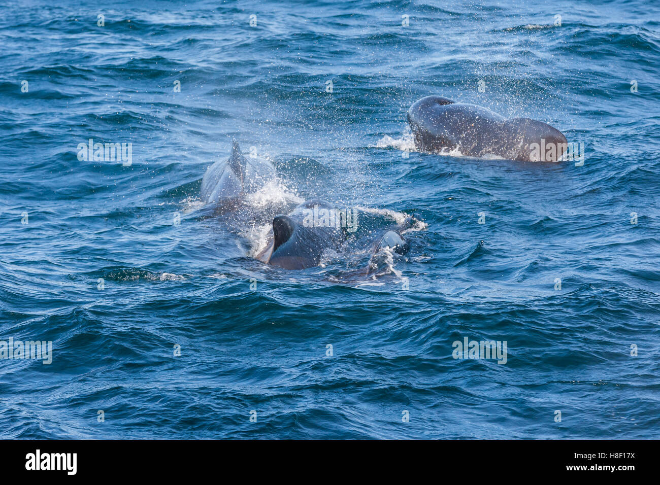 Whale Safari