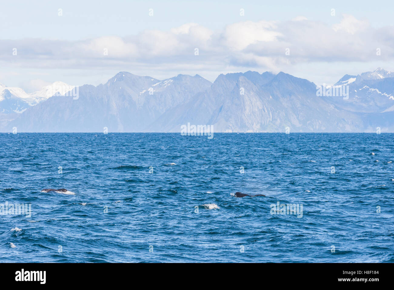 Whale Safari