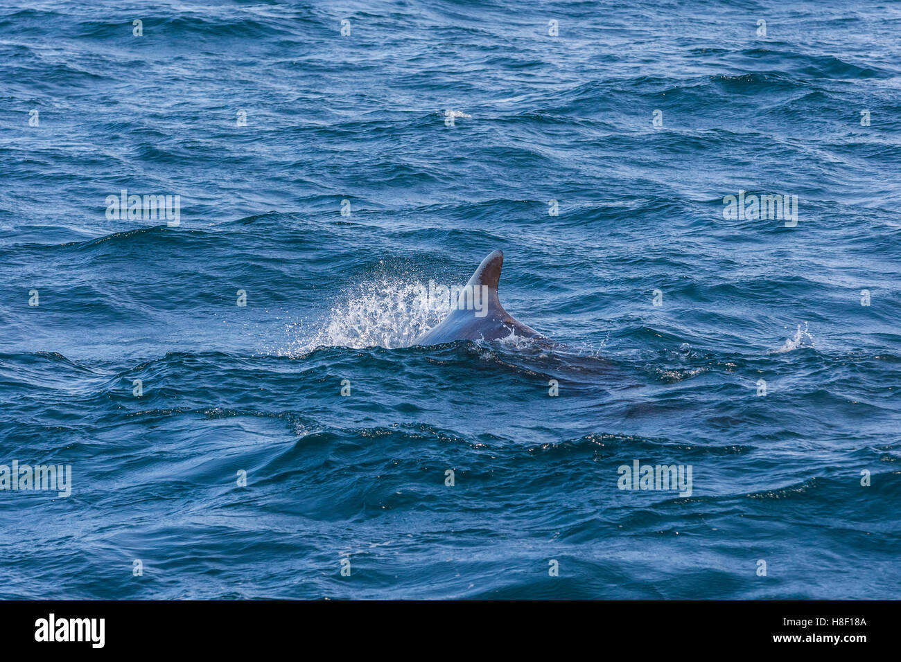 Minke whale fluke hi-res stock photography and images - Alamy
