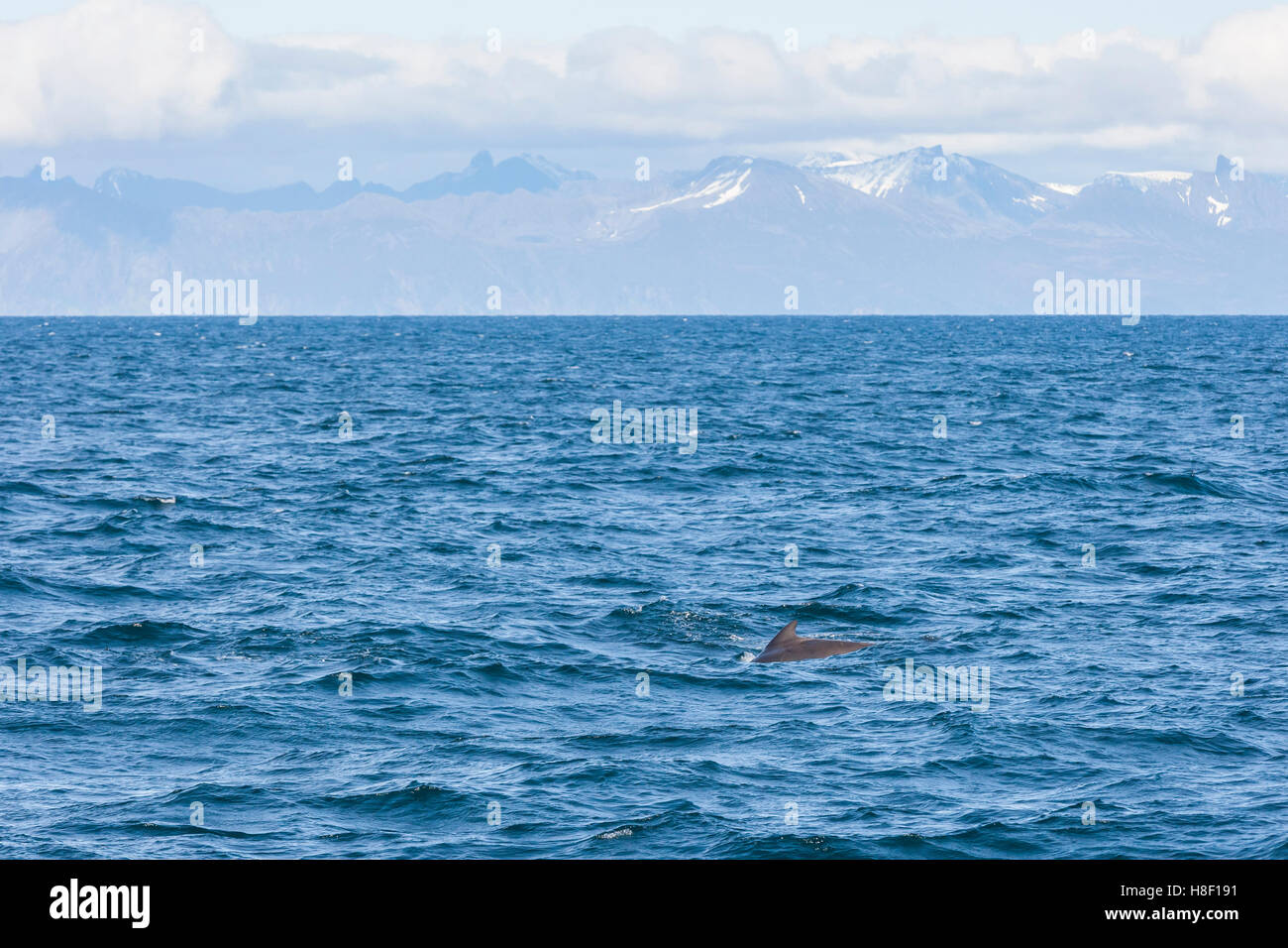 Whale Safari