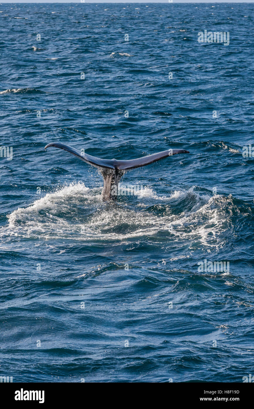 Whale Safari