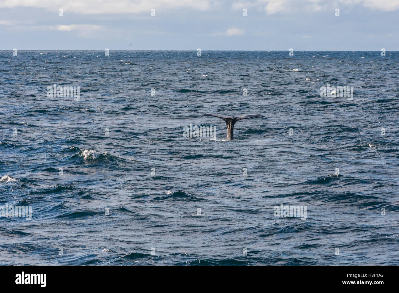 Whale Safari