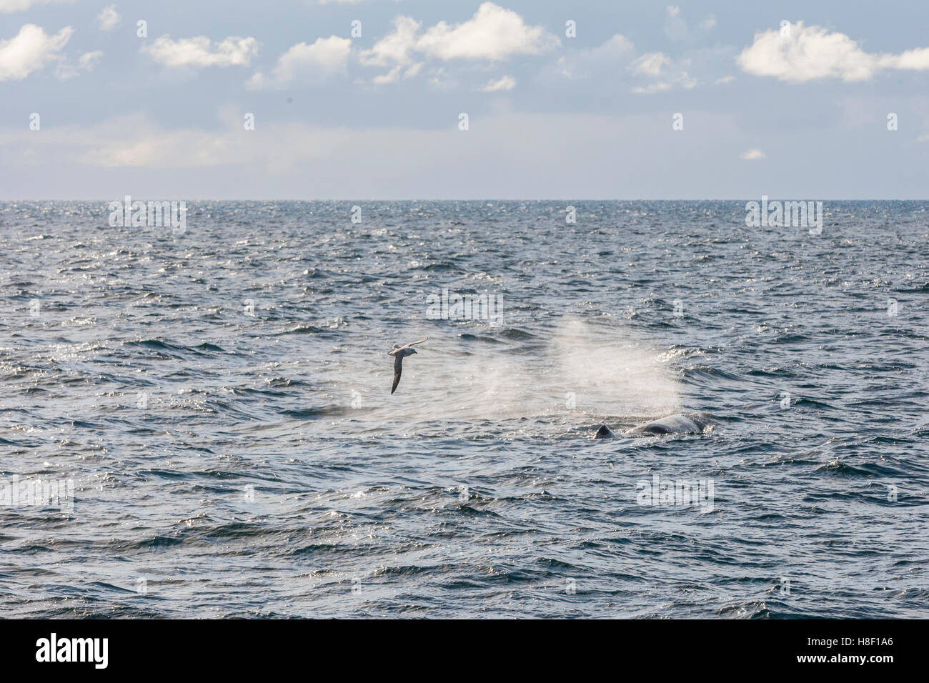 Whale Safari
