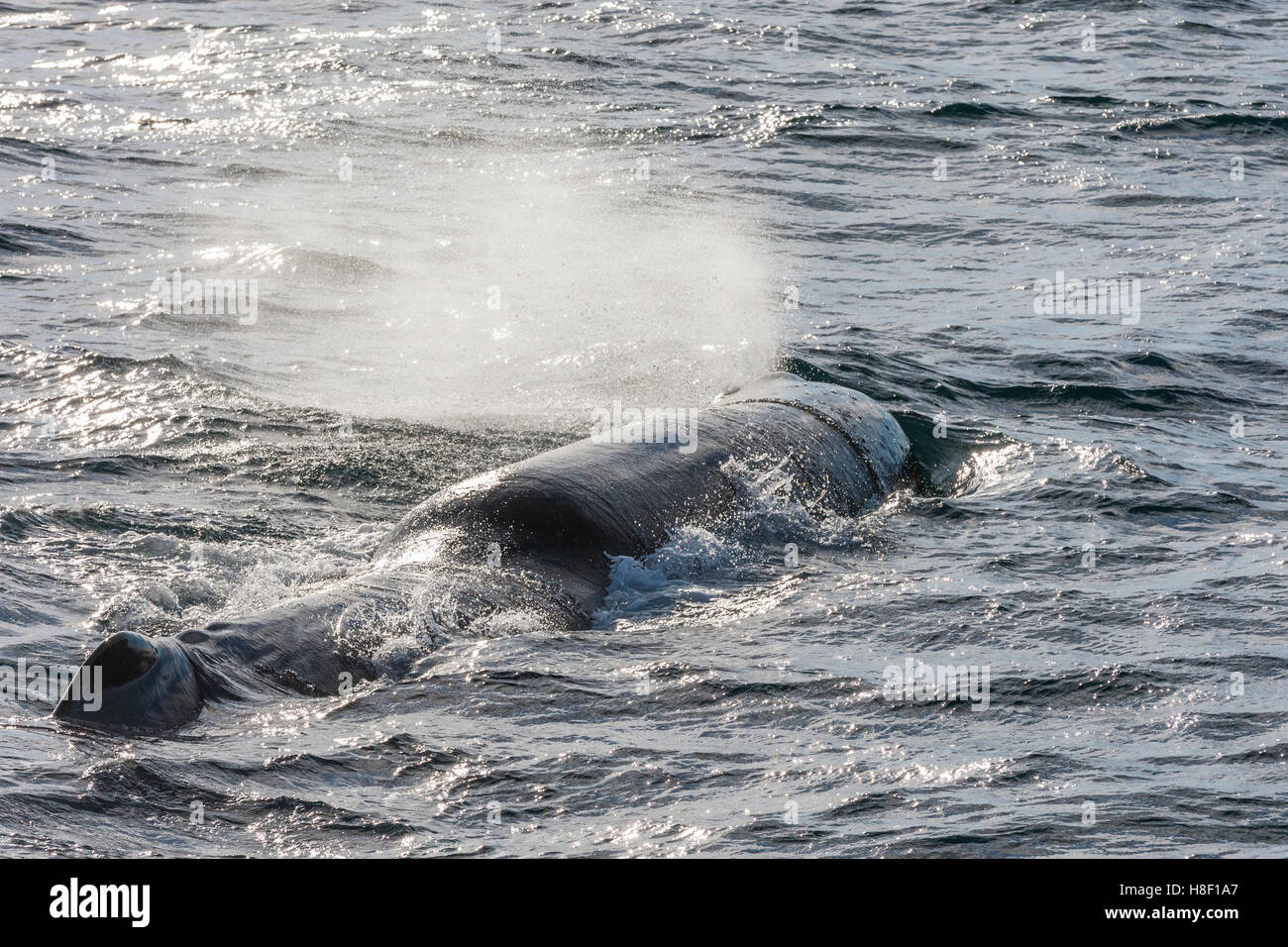 Whale Safari