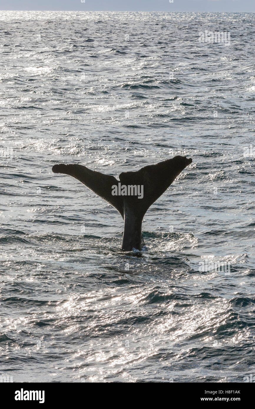 Whale Safari