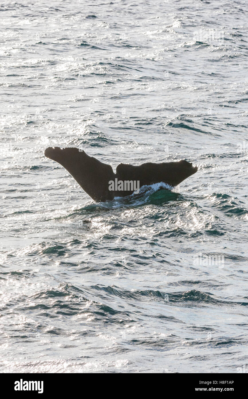 Whale Safari