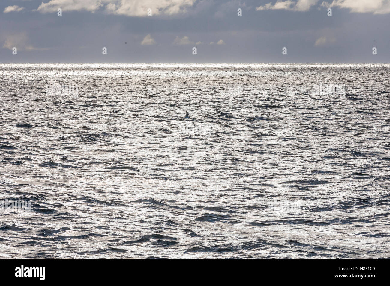 Minke whale watching tourist boat hi-res stock photography and images ...