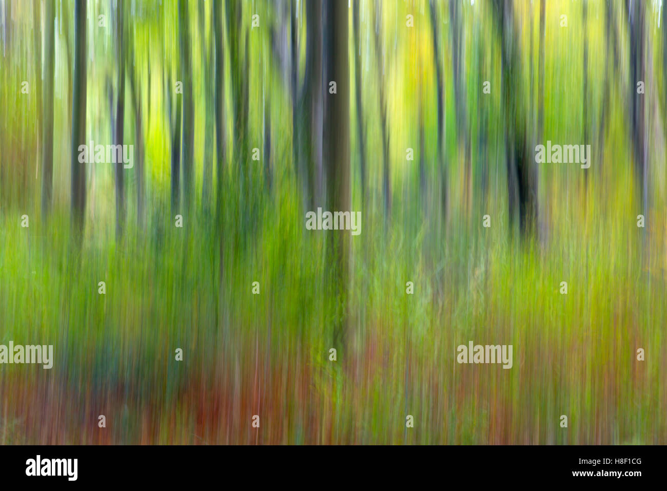 Beech trees shown in a creative abstract Blickling Great Wood Norfolk Stock Photo