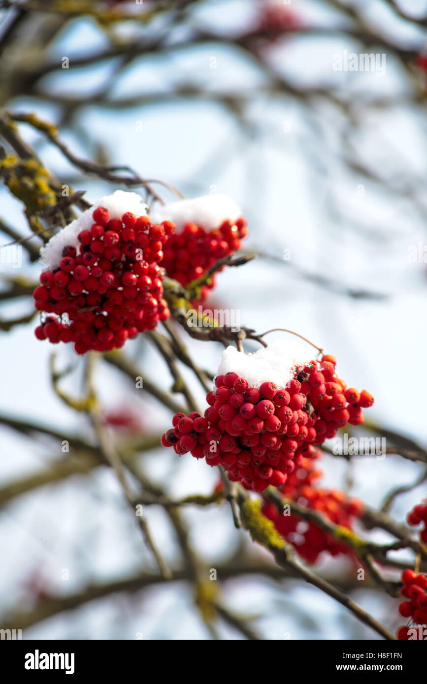 Rowan tree in winter hi-res stock photography and images - Alamy
