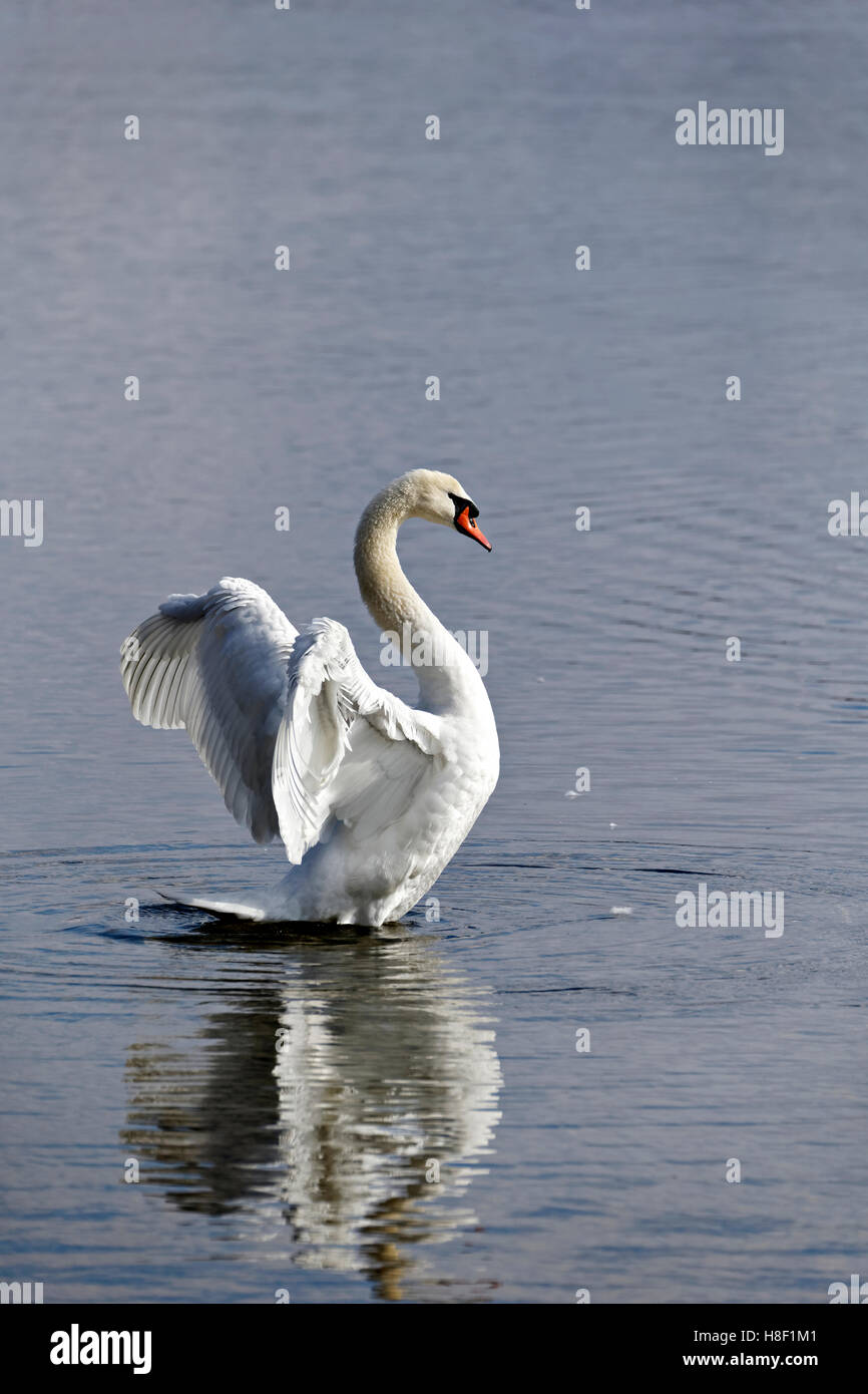 White Swan ( Cygnus olor) standing with open spread wings, Chiemsee, Upper Bavaria, Germany, Europe, Stock Photo