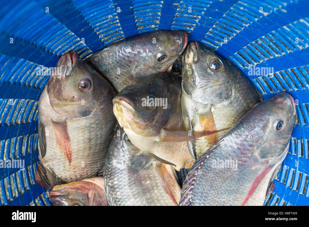 Tilapia And Nile Known As Mango Fish Nilotica In Blue Plastic Bucket Raw Fresh Freshwater Baske Tilapia And Nile Known As Mango Fish Nilotica In Blue Plastic Bucket Raw Fresh Freshwater Baske