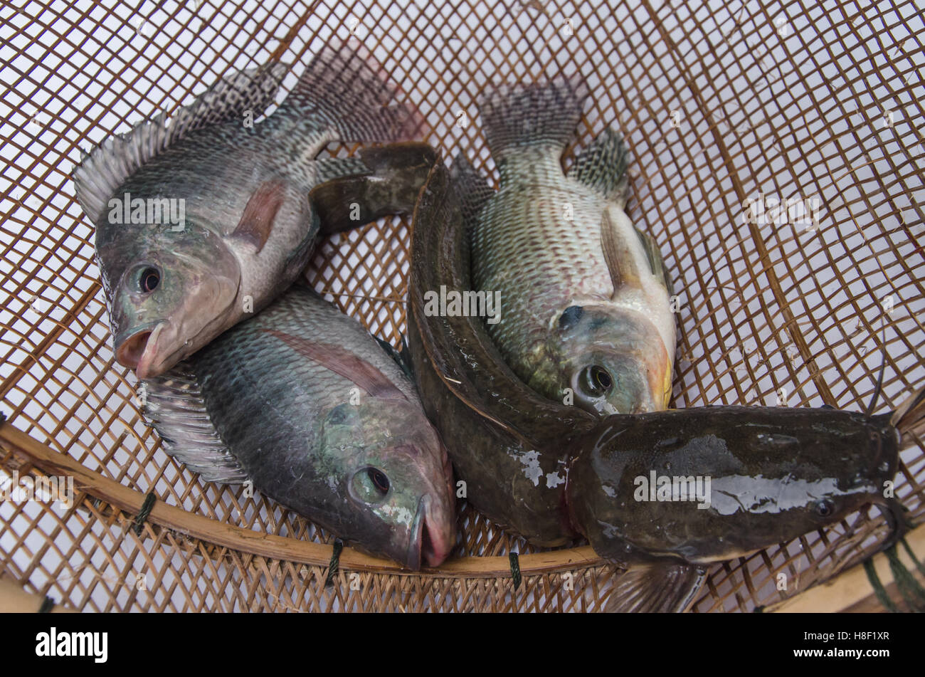 fresh tilapia catfish fishes on Bamboo wickerwork Stock Photo Alamy