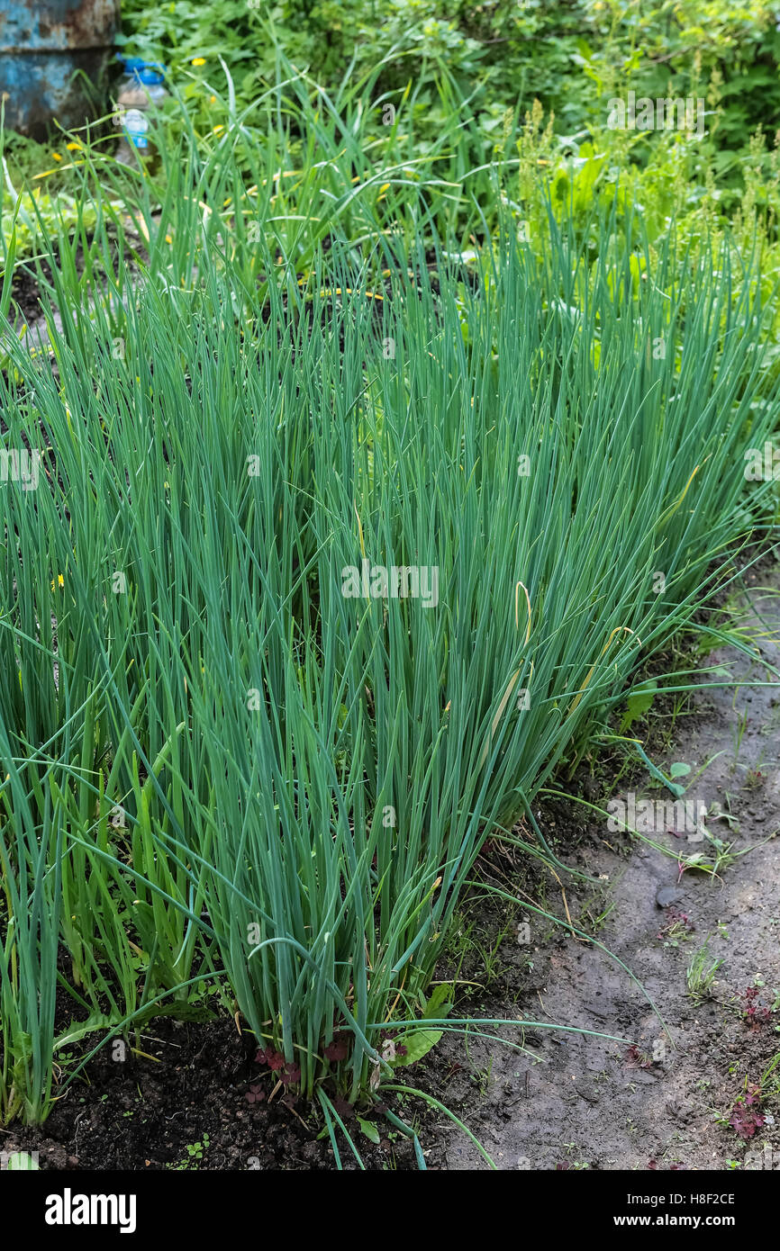 Onion (Allium) of the family Onion (Alliaceae), widely common vegetable culture Stock Photo