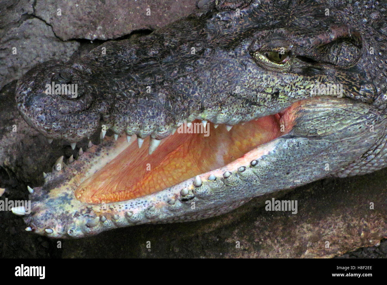 Close up of crocodile head Stock Photo