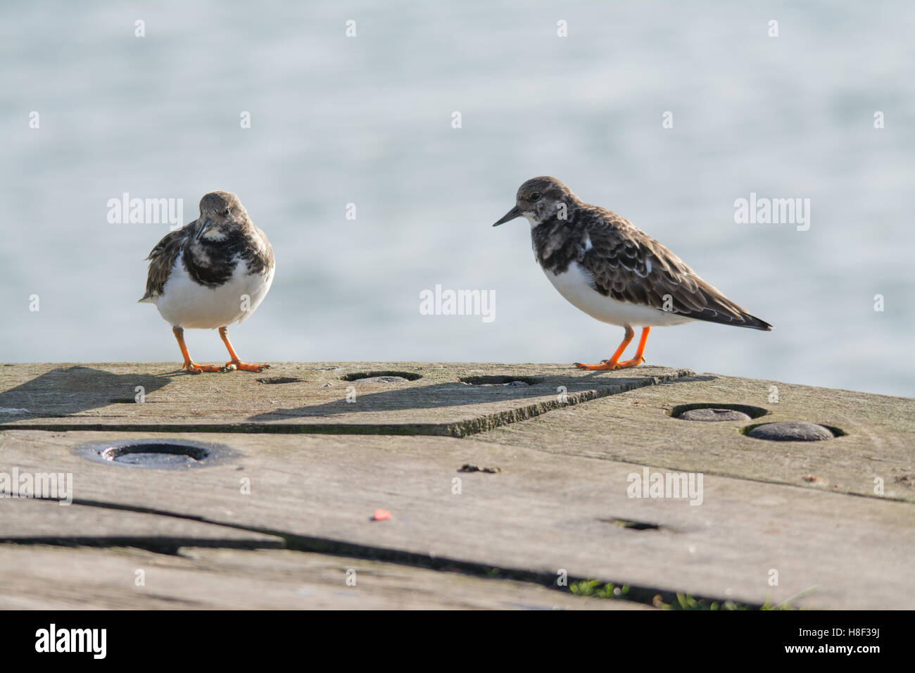 Two turnstones (Arenaria interpres) on harbour wall at Titchfield Haven in Hampshire, England Stock Photo