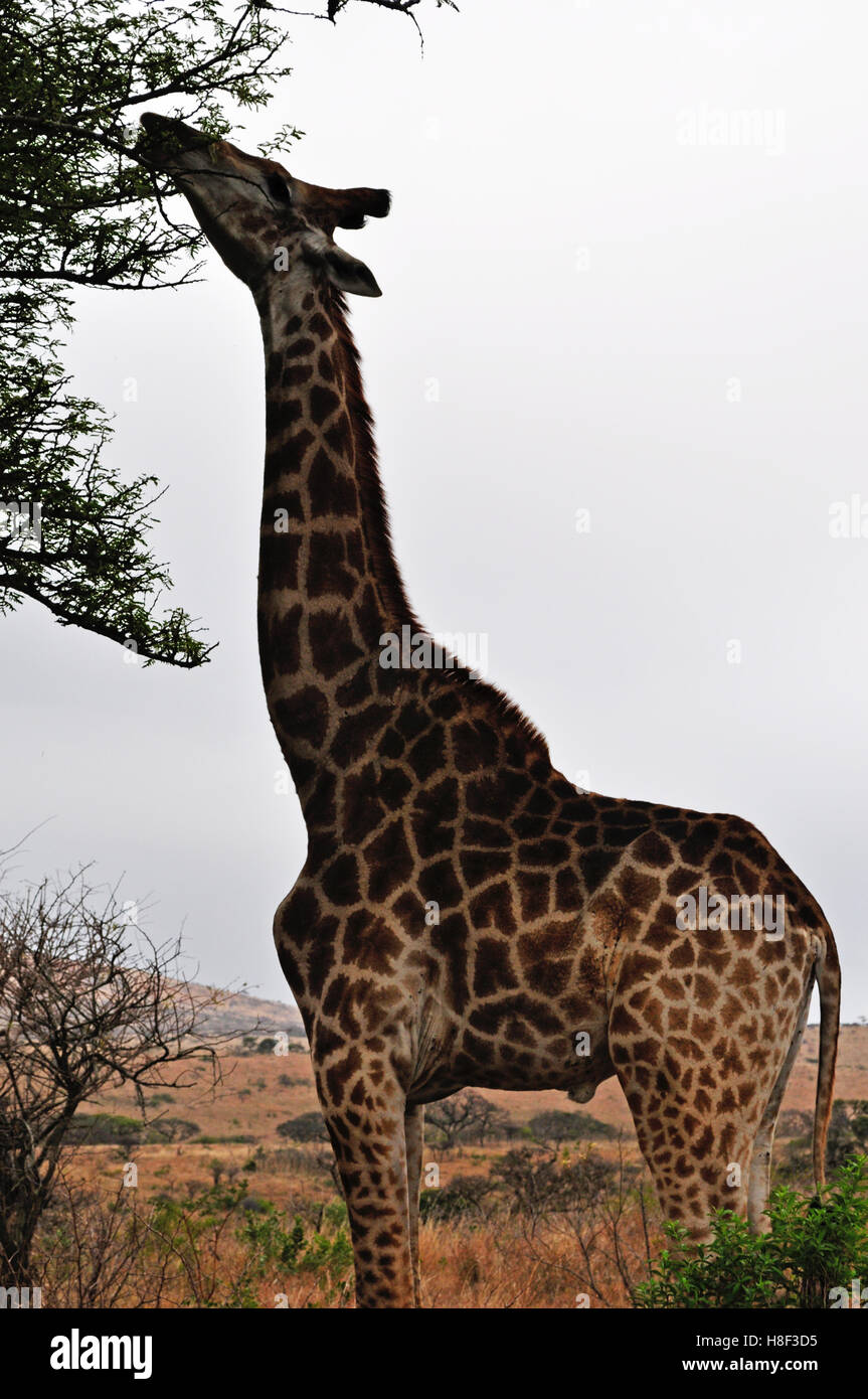 Safari in South Africa: a giraffe feeding in Hluhluwe Imfolozi Game Reserve, the oldest nature reserve in Africa since 1895 Stock Photo