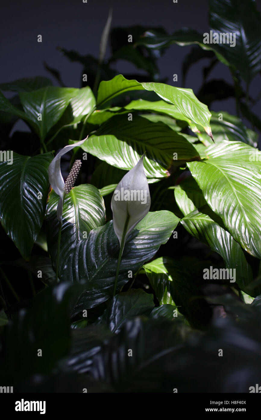 Indoor plants Stock Photo