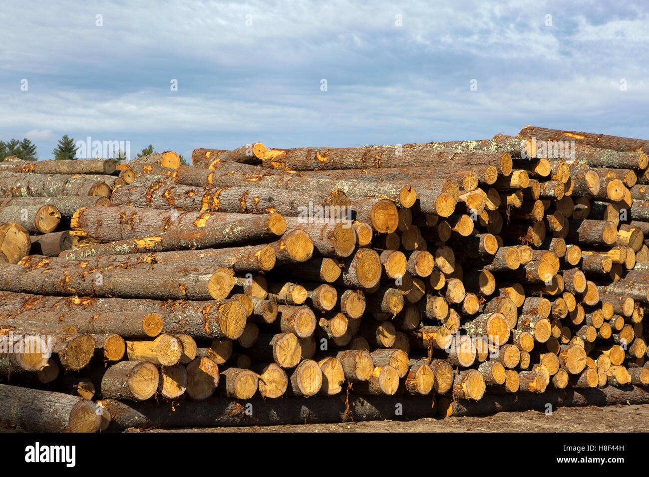 Logs for the timber and forestry industry are stored in stacks. Stock Photo