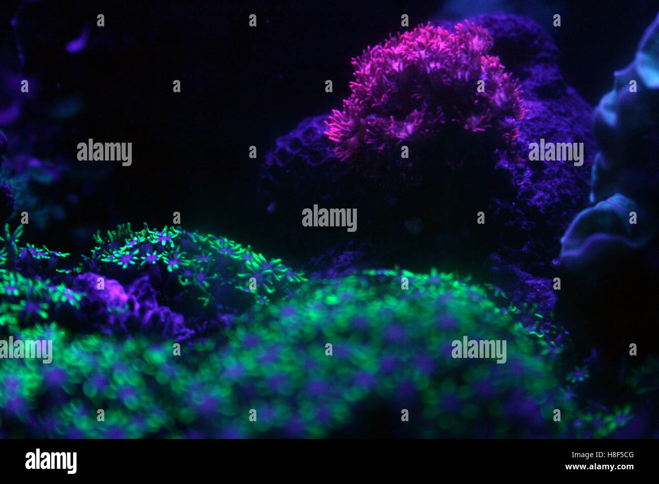 Corals under blue light Stock Photo Alamy
