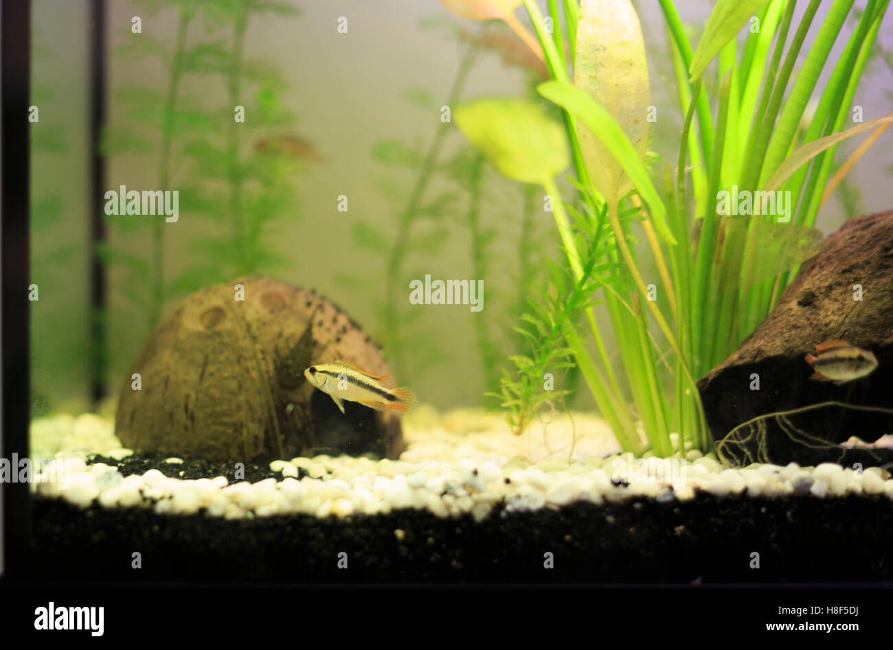 Cichlid in aquarium Stock Photo