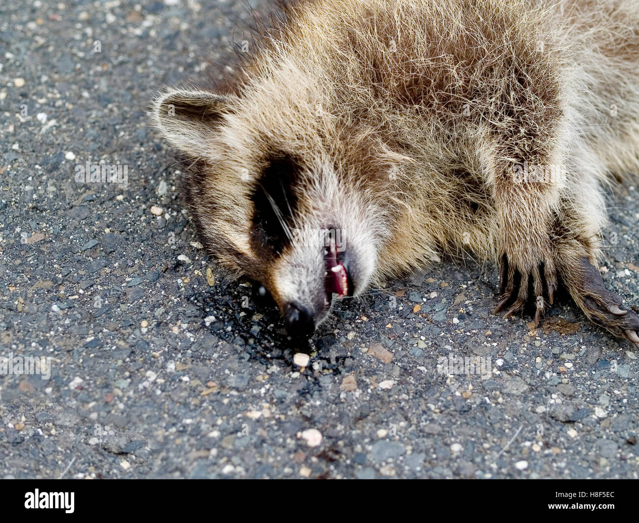 Road Kill Raccoon Stock Photo: 125723428 - Alamy