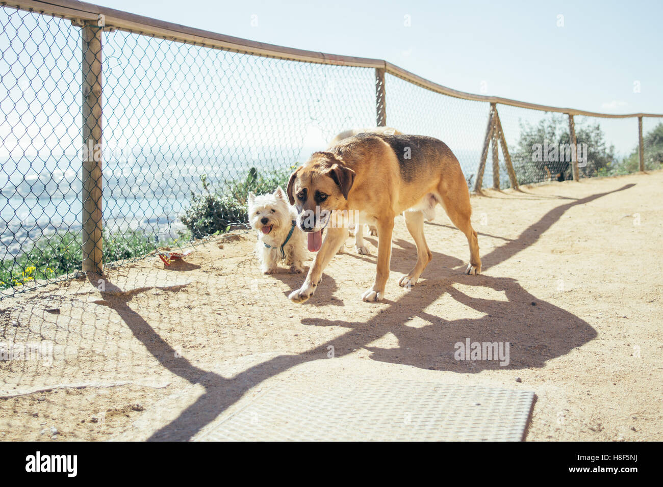 Two dogs walking off leash on a sandy path in the sun. Stock Photo