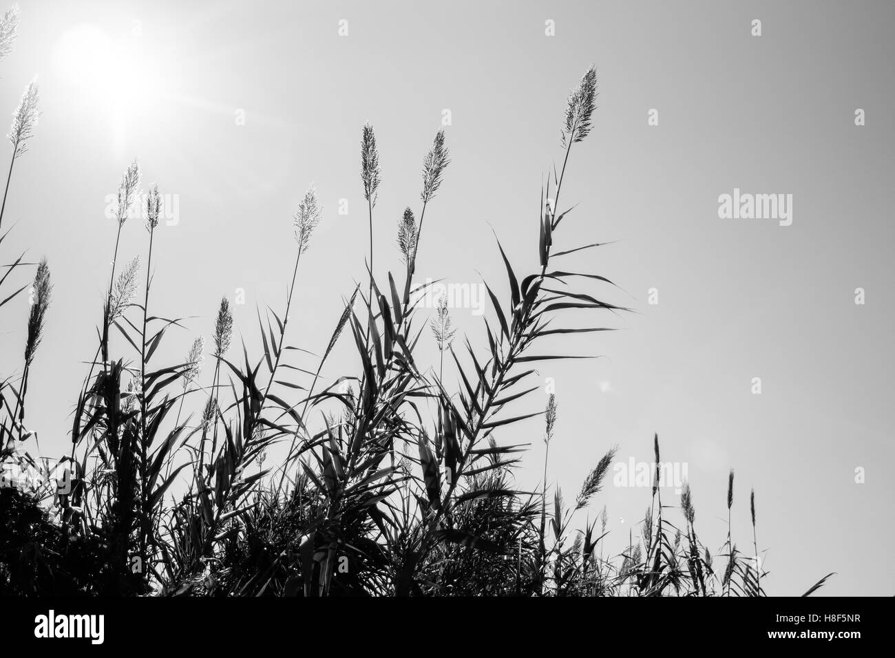 Black and white reed against a sky with a shining sun. Stock Photo