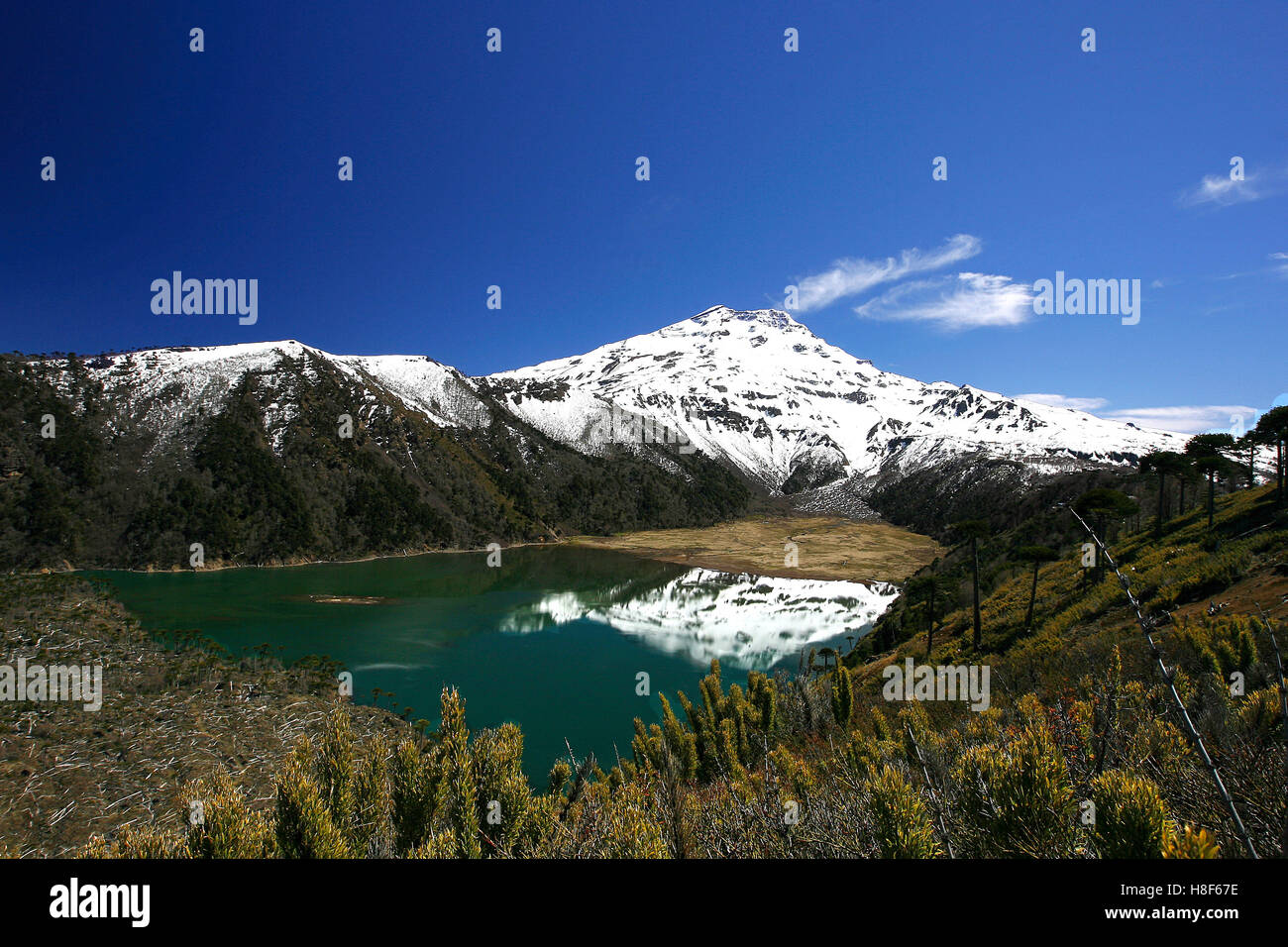 View to the Lonquimay volcano and the Laguna blanca in the south of Chile Stock Photo