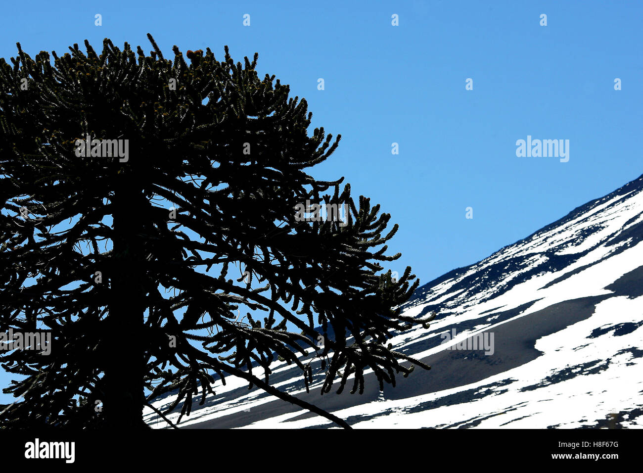 Araucaria in the south of Chile Stock Photo